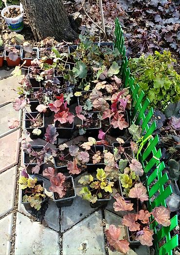 Другие садовые цветы и кустарники: Продаю гейхеру. В коллекции более 80 сортов. Звоните по тел. Вацап — 27