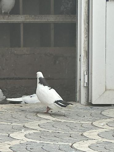 goyərcin yuvaları: Məhsul: Göyərçinlər (şəkillərdəki müxtəlif rəng və naxışlarda) — 10