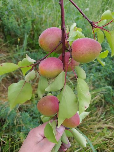 Tinglər: Hər növ meyvə aqcların satşı hər bir sort var çadrlma pulsuzdur meyvə — 18