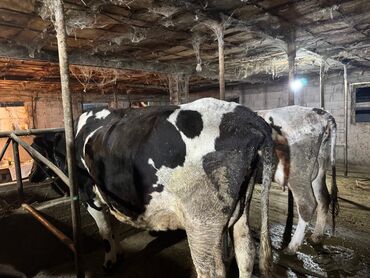 на ферме есть куры козлы и коровы: Продаю | Корова (самка) | Для молока | Привязанные