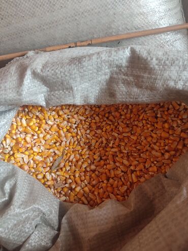 продаю кукуруз: Ячмень, кукуруза продается кг