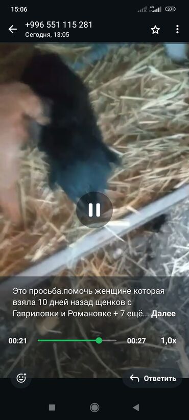 Отдам даром собаку: Отдается собака в добрые руки. Описание: - Метис средних размеров — 12