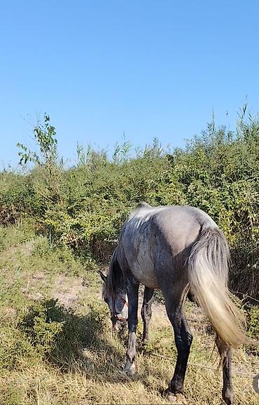Atlar: Barter var qoyunla Heç bir pis xesiyeti yoxdur sakit atdı heyvan — 2