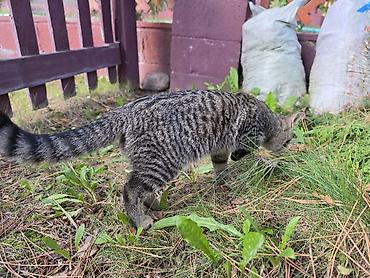 scotish fold: Кошка даром: Беспородная, Девочка — 8