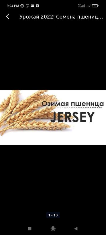 элевит пронаталь 2 триместр цена бишкек в Кыргызстан | Продажа квартир: Буудай уроон сатылат jersi 1-репродукця ватсап бар куздуко жакшы