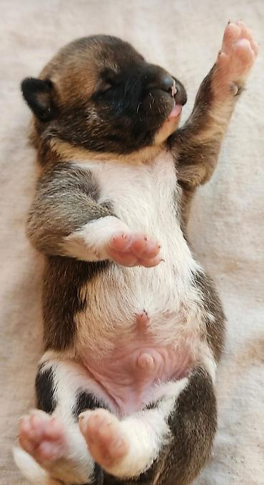 american akita: Akita Amerikan balaları boş boş nərahat etməyin — 4
