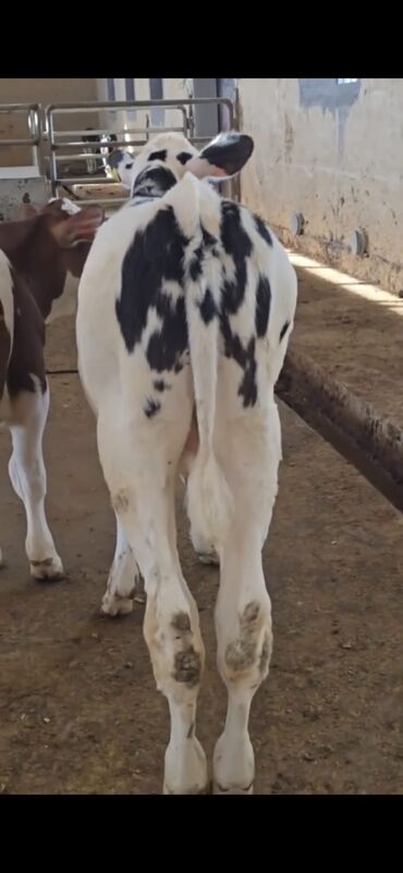 Dana, buzov: Məhsul: Dana (2 ədəd) Təsvir: - Cins tip: süd istiqamətli seleksiya – — 7