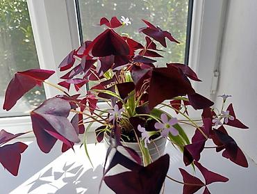 комнатные лимоны: Оксалис треугольный (Oxalis triangularis), «фиолетовый кислица» в — 1