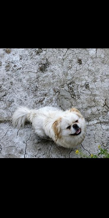 heyvan it: Pekines — 3