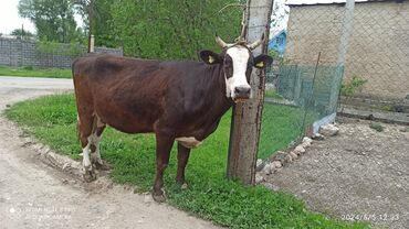 продаю бык самец: Продаю | Корова (самка) | Голштин, Алатауская | Для разведения, Для молока | Племенные, Стельные