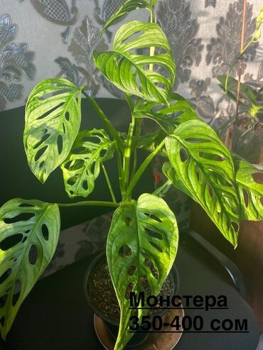 Фикусы: Продаю комнатные цветы, выращенные с душой, ухоженные и здоровые. В — 7