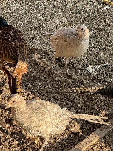 машины на продажу бишкек: Продаю | Петух, Куры