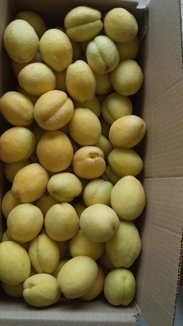 Şitillər: Ərik Tingləri . "Saglam Tinglər Saglam Bagçiliqin Təminatidir"🌱 Yeni — 16