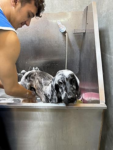 Başqa xidmətlər: Cocker spaniel Cütləşməyə dişi axtarırıq Unvan binə qəsəbəsi. Alex — 5
