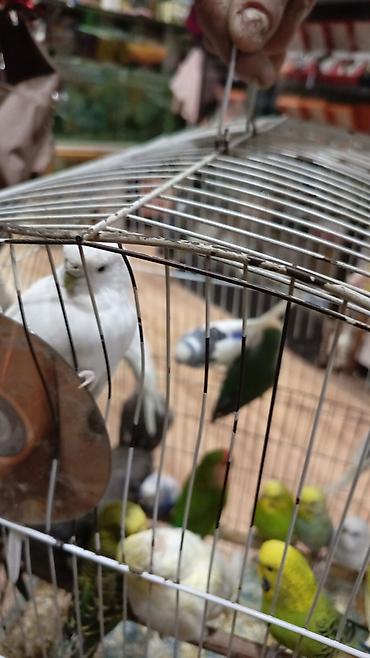 Tutuquşları: Bala Valnisti 9azn Boş qəfəs 9azn 1 bala quş +Qəfəs +Suqabı+Yemqabı — 10