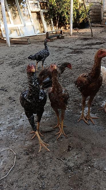 kutum balığı qiymeti: 1 Xoruz 🐓 4 toyuq hamsı irak sortu pileymutdi hec bir prablemleri — 7