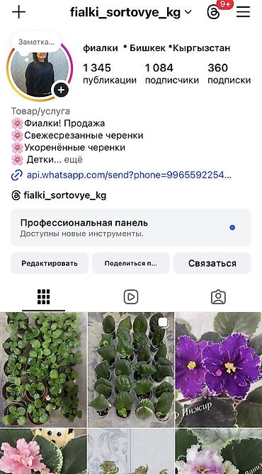 Фиалки и глоксинии: Фиалочки!!! Продам: 1. Укорененные черенки стандартных сортовых — 40