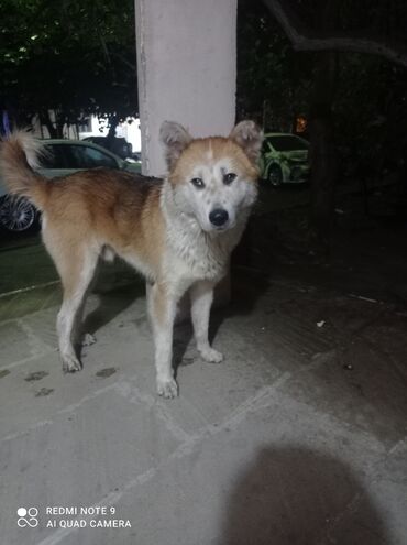 İtlər: Akita-inu, 10 ay, Erkek, Peyvəndli, Ünvandan götürmə