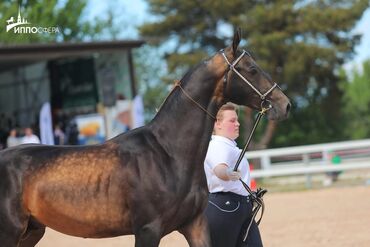 Лошади, кони: Продаю | Жеребец | Для разведения, Конный спорт | Племенные, Осеменитель — 9