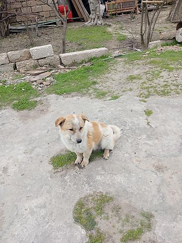 koker spaniel satilir: 9 ay, Erkək, Peyvəndli, Ödənişli çatdırılma — 1