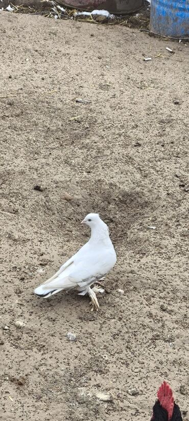кролик декоративные: Белый декоративный голубь с “чубчиком” и оперёнными лапами (плюснами)