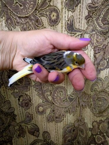 Bülbüllər: Salam. Bulbul satilir. 10 ayliqdi. Fevral ayinin qusudu. Oz qusumun -da lalafo.az — 1 Bülbüllər: Salam. Bulbul satilir. 10 ayliqdi. Fevral ayinin qusudu. Oz qusumun — 1