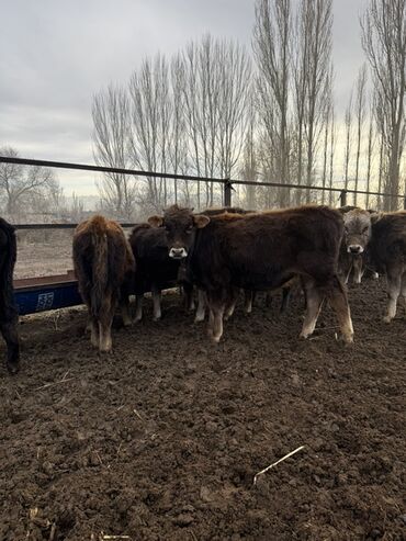 Коровы, быки: Продаю | Бык (самец) | На откорм — 6
