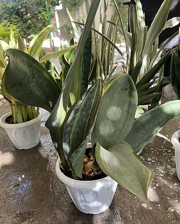 тещин: Сансевиерия (Sansevieria, «тещин язык») – компактные комнатные — 3