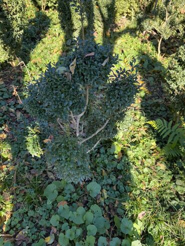 Şitillər: Şimşir tingləri satıram. Onlar dekorativ haşiyələr, hedcinqlər və — 6