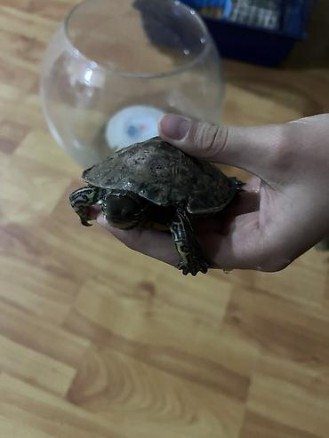 akvarium az: Boş, 60 l, Pulsuz çatdırılma — 2
