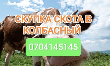 купить экзотических животных: Куплю | Коровы, быки, Лошади, кони, Другие с/х животные | Круглосуточно, Любое состояние, Забитый