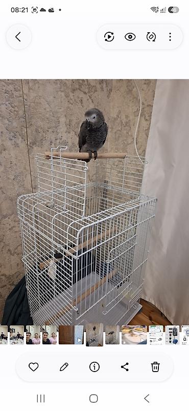 Böyük ölçülü quş qəfəsi - Material: ağ rəngli, davamlı metallik tor