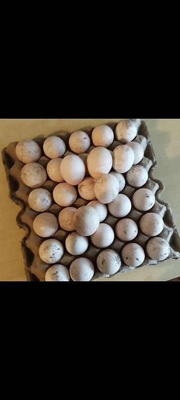 Двуспальные кровати: Кровать двух спальная светлая новая + матрас диван новый — 10