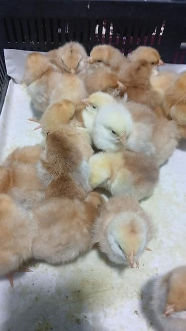 Digər quşlar: Her nov cuce satişi. xarkov çil 2m xarkov 1.50m atkas 3m avstroluq 3m — 16