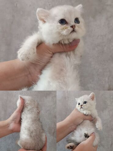 скоттиш страйт шотландская прямоухая кошка: Скотиш Страйт (Шотландская прямоухая), 2 месяца, Девочка, Серебристая шиншилла, Приучена к лотку, Проглистована