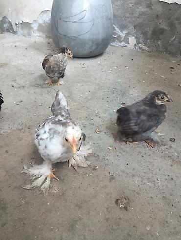 cuce adlari: Toyuq cücələri, Damazlıq, Ödənişli çatdırılma — 1