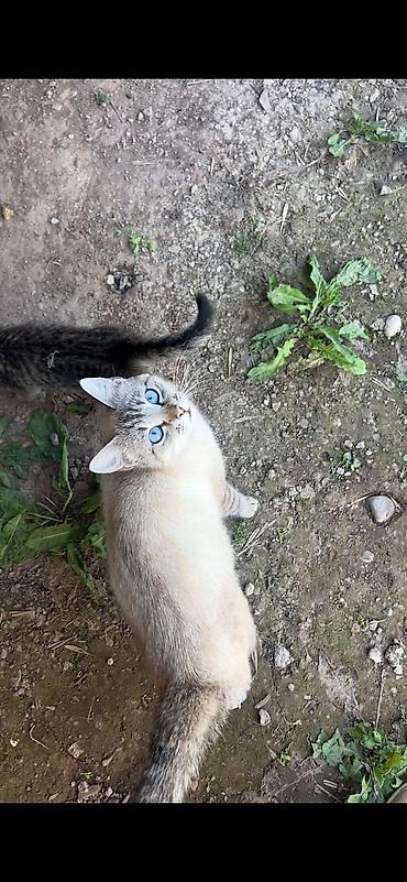чёрные кошки: Отдаем в добрые, любящие кошек руки. Котятам 2мес. Родила своя кошка — 2