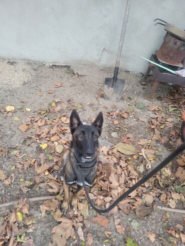 it ucun xaltalar: Belçika çoban iti, 6 ay, Dişi, Peyvəndli, Ünvandan götürmə