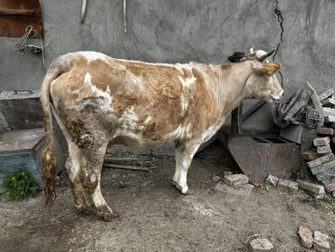 Коровы, быки: Продаю | Корова (самка) | Стельные