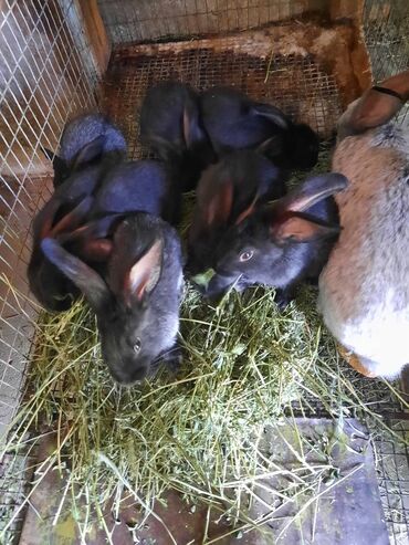 Декоративные кролики: Полтавское Серебро крольчата, возраст 1,5 месяца (45 дней)