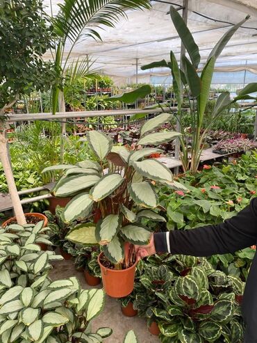 Buket güllər: Kalateya (Calathea) dekorativ otaq bitkisi – asan baxımlı, kölgəyə