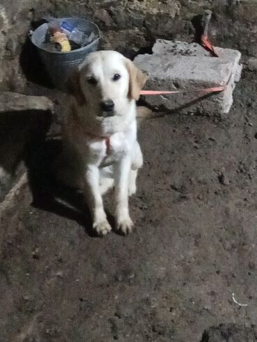 adi it: Labrador-retriver, 5 ay, Erkek, Ünvandan götürmə
