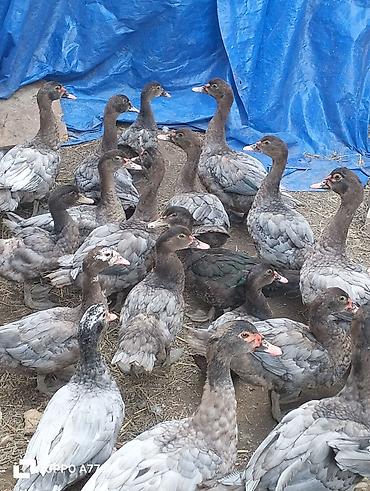 su qablari: Muscovy ördəkləri (indoutka) – boz/qara lələklı, sağlam və aktiv sürü — 4