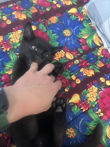 Продажа кошек: 🏡 КОТЯТА ИЩУТ ДОМ! 🐾❤️ Два замечательных малыша — чёрный котик и — 15