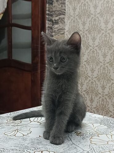 Pişiklər: Boz rəngli balaca pişik balası Salam. bu ayın 11i 4 cü ayına — 6