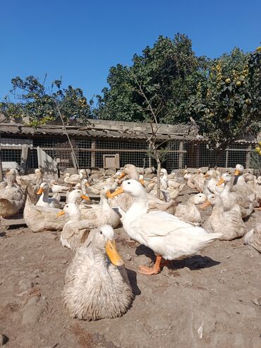 Digər quşlar: Satılır: PEKIN-KUBAN sortu ördəklər ✅ Sağlam, təmiz və tez inkişaf -da lalafo.az — 11 Digər quşlar: Satılır: PEKIN-KUBAN sortu ördəklər ✅ Sağlam, təmiz və tez inkişaf — 11