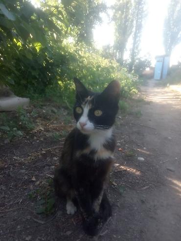 Мышыктар: Котята и молодая кошка - Описание: домашние кошки разного окраса. На — 3
