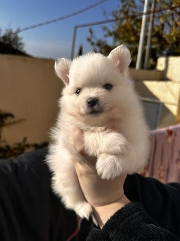 İtlər: Şpitz — 1