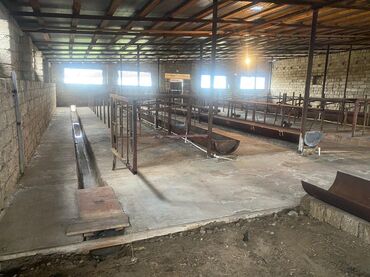 Digər kommersiya daşınmaz əmlakı: Ferma Satılır Buzovna - Material: qaya-daş (blok) divarlar, metal — 5
