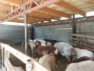 продаю козы: Продаю | Овца (самка), Ягненок, Баран (самец)